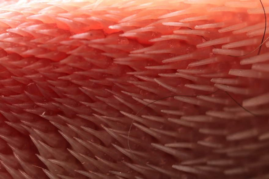 Cat Tongue Close Up