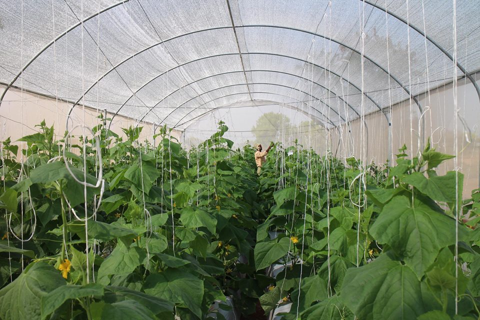 Greenhouse in a Box