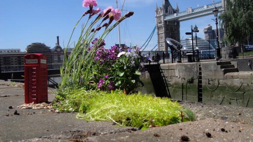 Pothole Gardening. 