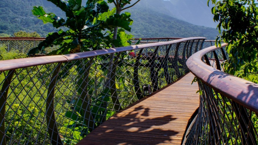 The Boomslang canopy walkway at Kirstenbosch Botanical Garden. Image: Adam Harrower.