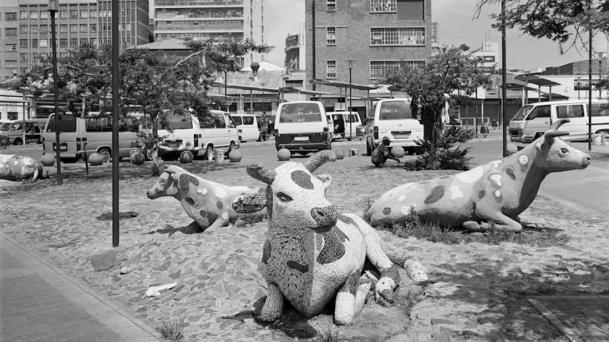 Cows at a taxi rank on Error Street, New Doornfontein, Johannesburg. 8 December 2012. Image: David Goldblatt.  