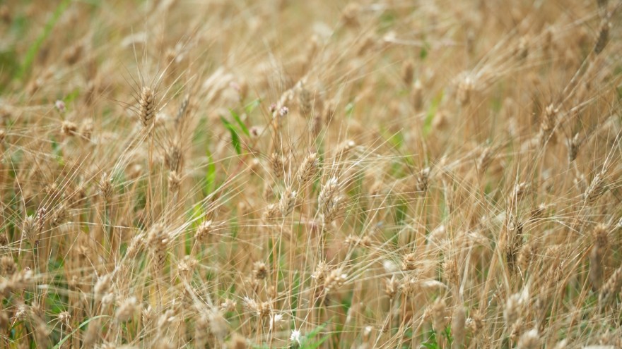 Wheatfield in Milan spans 12 acres of land in the city