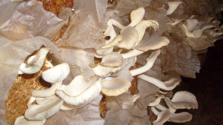 Mushroom farming