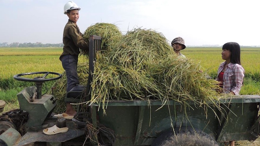 Fargreen: A social entrepreneur in Vietnam uses mushrooms to help the environment and provide the local farming community with a sustainable income
