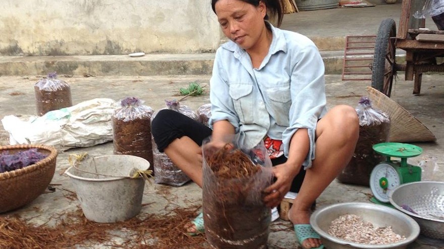 Fargreen: A social entrepreneur in Vietnam uses mushrooms to help the environment and provide the local farming community with a sustainable income