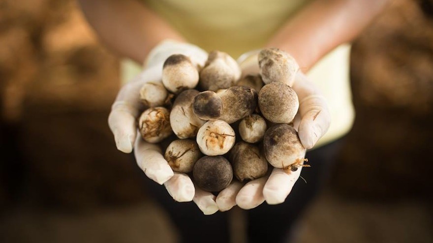 Fargreen: A social entrepreneur in Vietnam uses mushrooms to help the environment and provide the local farming community with a sustainable income