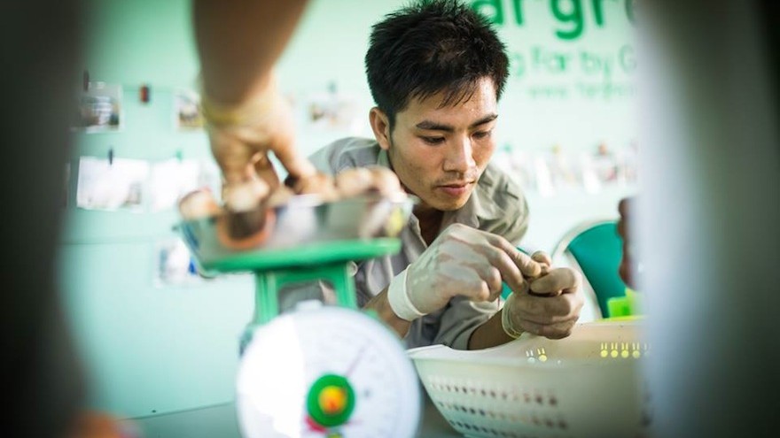 Fargreen: A social entrepreneur in Vietnam uses mushrooms to help the environment and provide the local farming community with a sustainable income