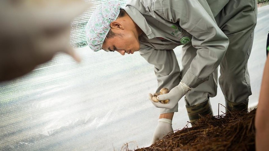 Fargreen: A social entrepreneur in Vietnam uses mushrooms to help the environment and provide the local farming community with a sustainable income