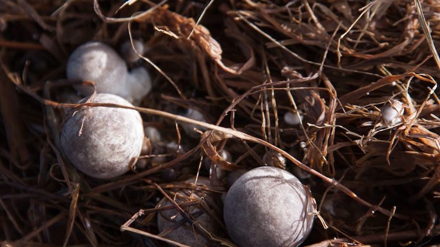Fargreen: A social entrepreneur in Vietnam uses mushrooms to help the environment and provide the local farming community with a sustainable income