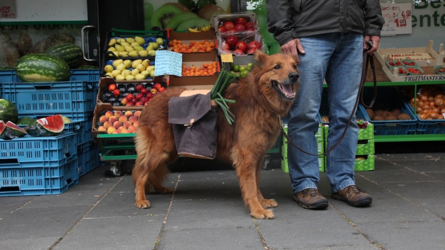 Design Academy Eindhoven student Archibald Godts considers the future of frail care where dogs become helpers to those too frail to care for themselves. 