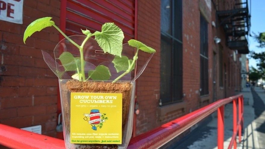 Takeout container turned mini-greenhouse makes growing food easy.