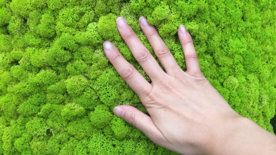 MOSSMANIA