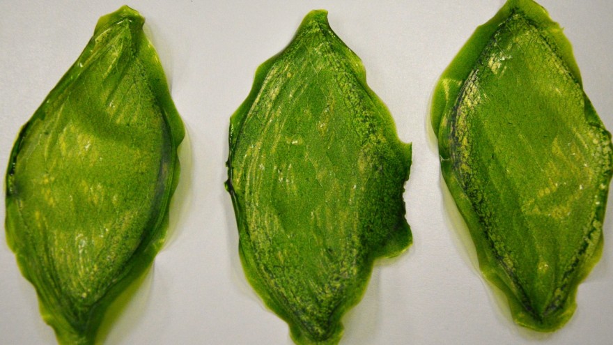 Silk Leaf, a man-made supply of endless oxygen 