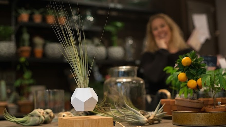 Lyfe houses a variety of air plants