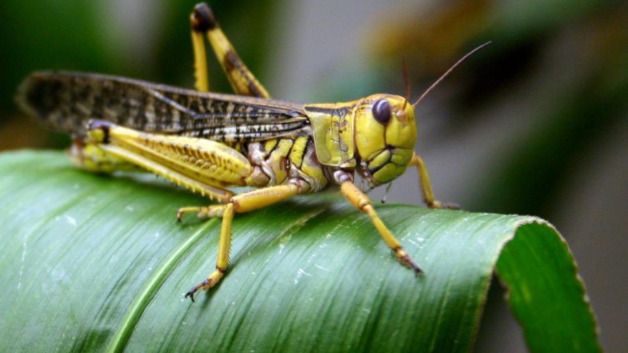 Locust on a leaf