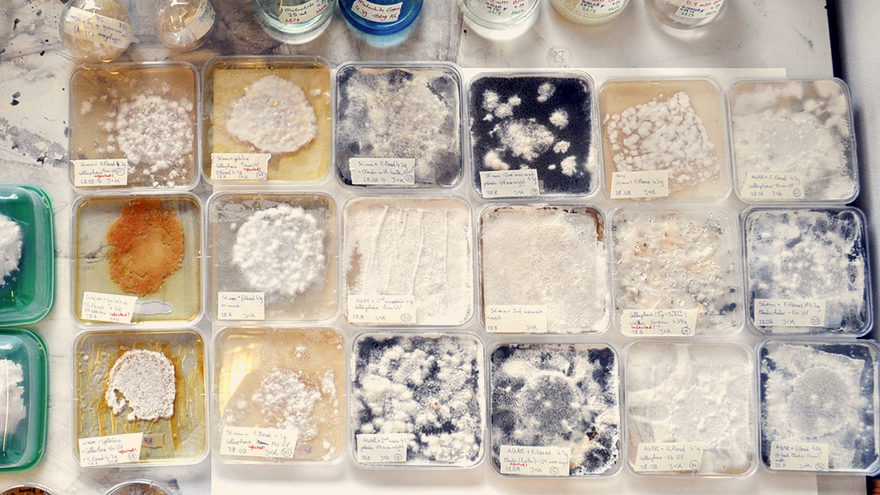 Fungi Mutarium experiment