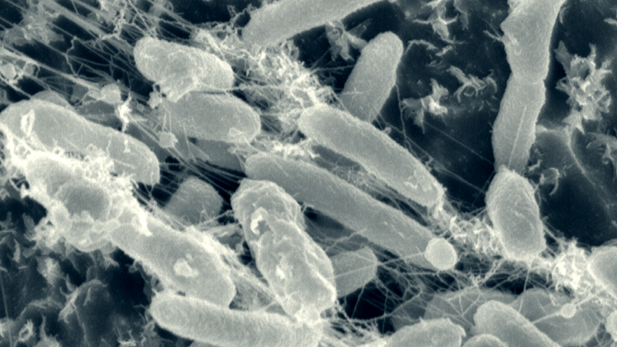 Bacterium eating plastic
