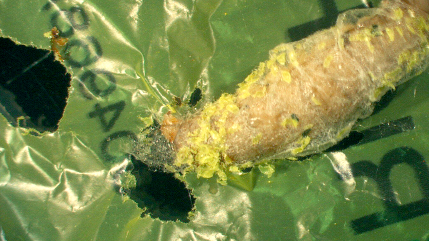 Waxworm nomming plastic