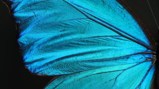 The wing surface of the Morpho butterfly. Courtesy of the Biomimicry Institute. 