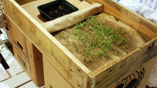 Growing seeds in cardboard by Justin Kim. 