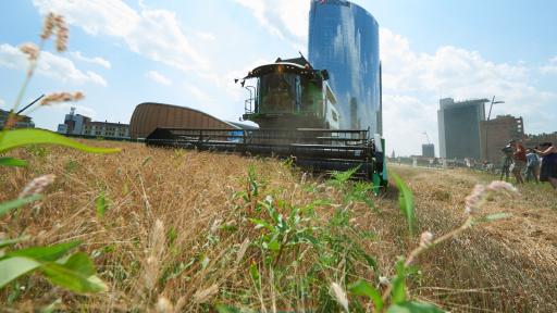 Wheatfield in Milan 2015 by Agnes Denes