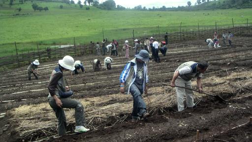 Credit- World Vision Visiting foreign officials participate in Farmer Managed Natural Regeneration (FMNR)