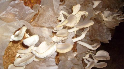 oyster mushroom farming in Ghana