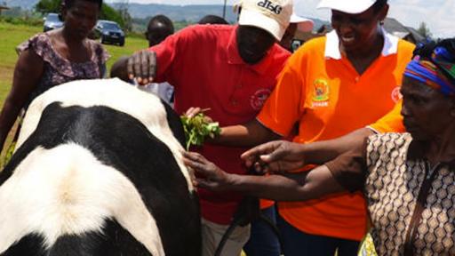 Rwandan genocide survivors received cows from the government but were unable to sell their milk at the local market until Chantal Butare came along. Image: minagri.gov.rw