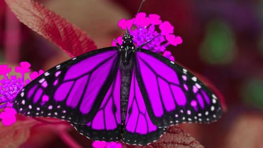 The Butterfly Effect – a walk-through tropical butterfly experience celebrating pollination