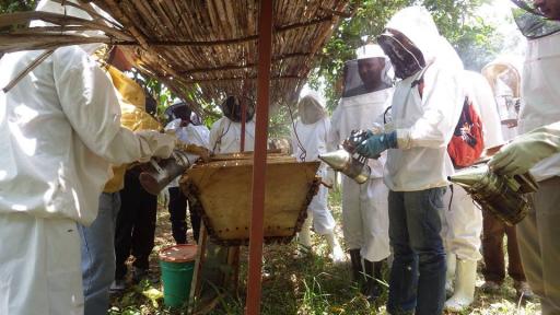 Beekeeping in Uganda