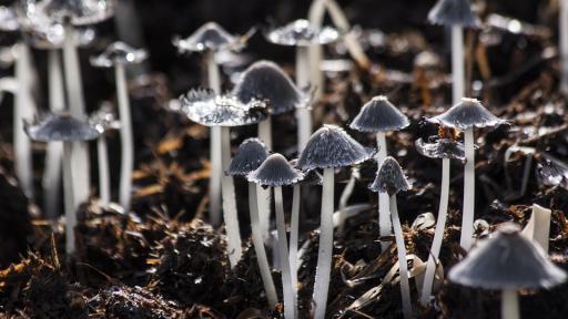 Mushrooms death suit
