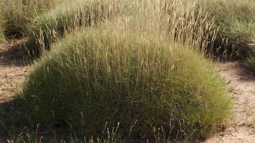 Spinifex - The University of Queensland. 