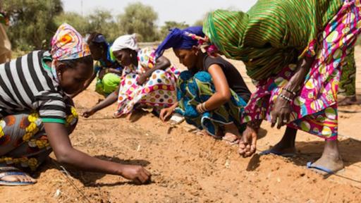 An area in the Sahara  reclaimed through mans intervention. Image: Venturethree.com