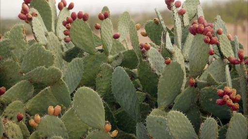 Prickly Pear Cactus