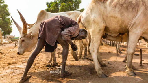 Introducing the Mundari of South Sudan, Cattle of Kings. Image: © Tariq Zaidi / ZUMA Press