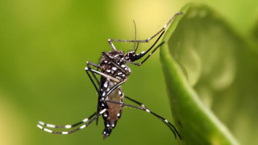 Aedes aegypti