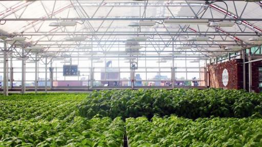 The world's largest rooftop farm