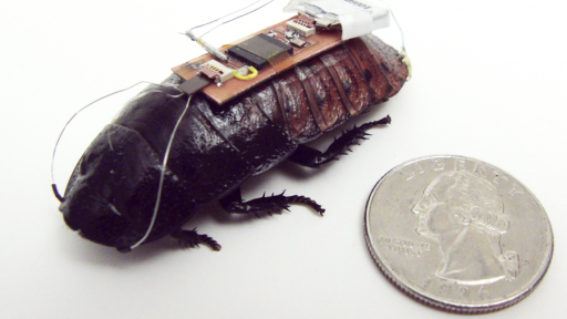 The Bozkurt roach