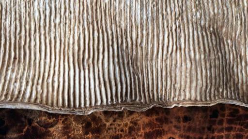 Mycoworks mushroom leather