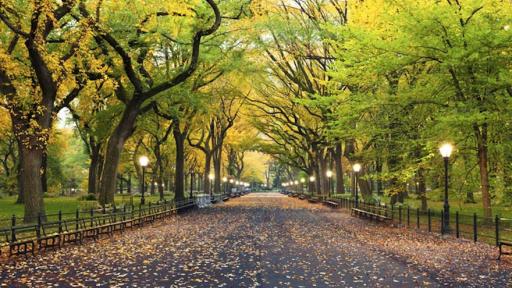Urban trees as sustainability power tools for better cities