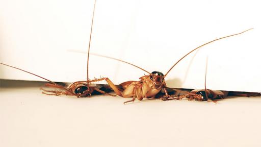 The American cockroach can squeeze through cracks the width of two stacked pennies. (*Photo by Tom Libby, Kaushik Jayaram and Pauline Jennings. (Credit: PolyPEDAL Lab UC, Berkeley)