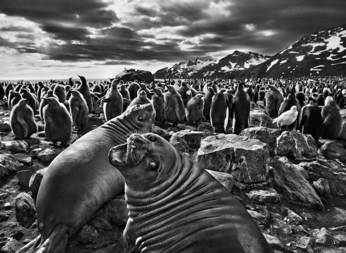 Elephant seal calves before a colony of king penguins © Sebastião SALGADO / Amazonas images