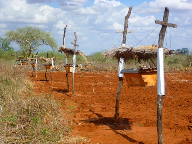 Farmers from Kenya to Sri Lanka are building sustainable beehive fences to protect their crops from wild elephants.