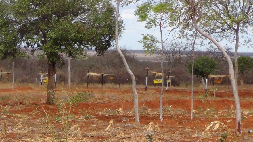 Farmers from Kenya to Sri Lanka are building sustainable beehive fences to protect their crops from wild elephants.