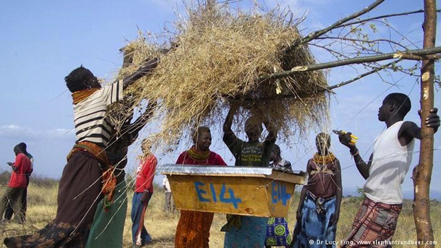 Farmers from Kenya to Sri Lanka are building sustainable beehive fences to protect their crops from wild elephants.