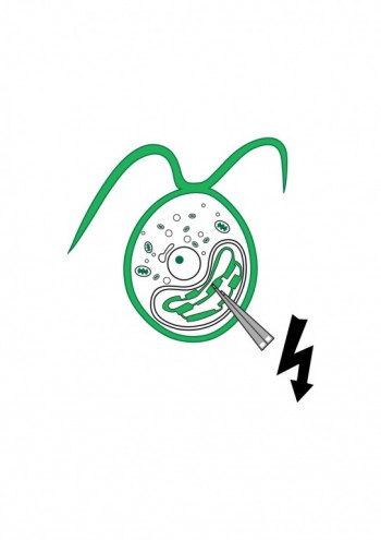 Algae nano-electrodes. 