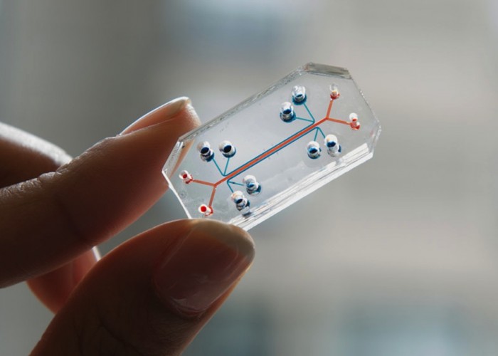 Donald Ingber and Dan Dongeun Huh from Harvard University’s Wyss Institute created the Human Organs-On-Chips. Image of Human Organs-On-Chips