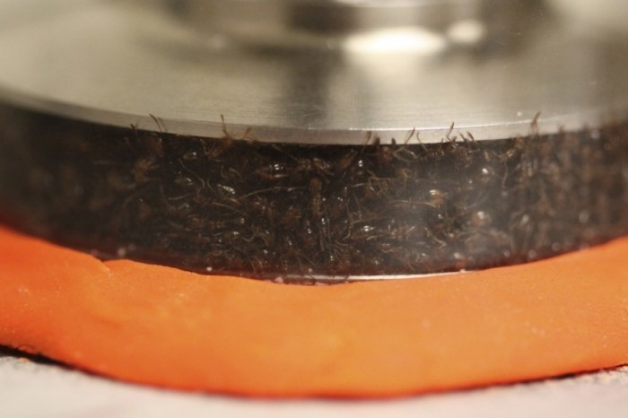 Ants were put in a rheometer to test their solid-like and liquid-like response to pressure. 