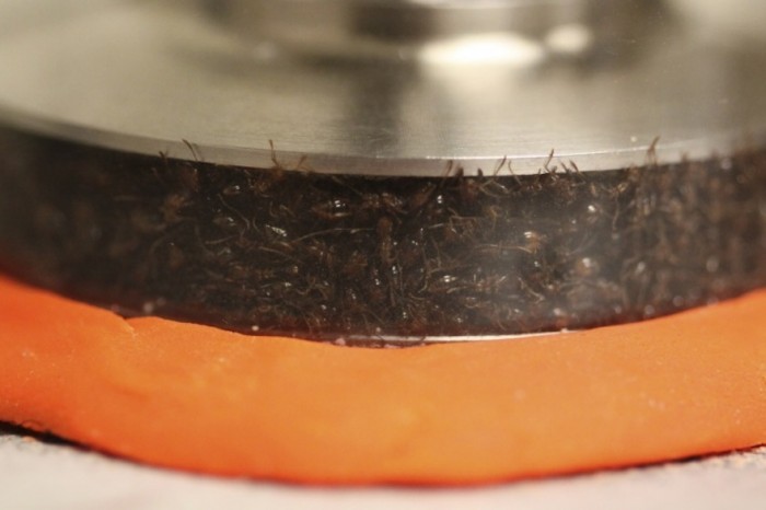 Ants were put in a rheometer to test their solid-like and liquid-like response to pressure. Ants were put in a rheometer to test their solid-like and liquid-like response to pressure.