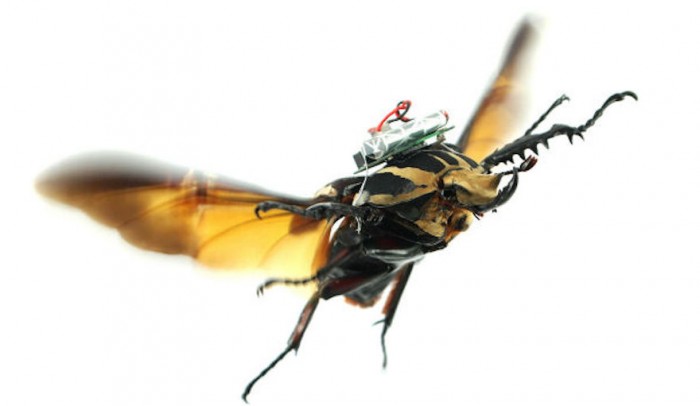 Cyborg beetles